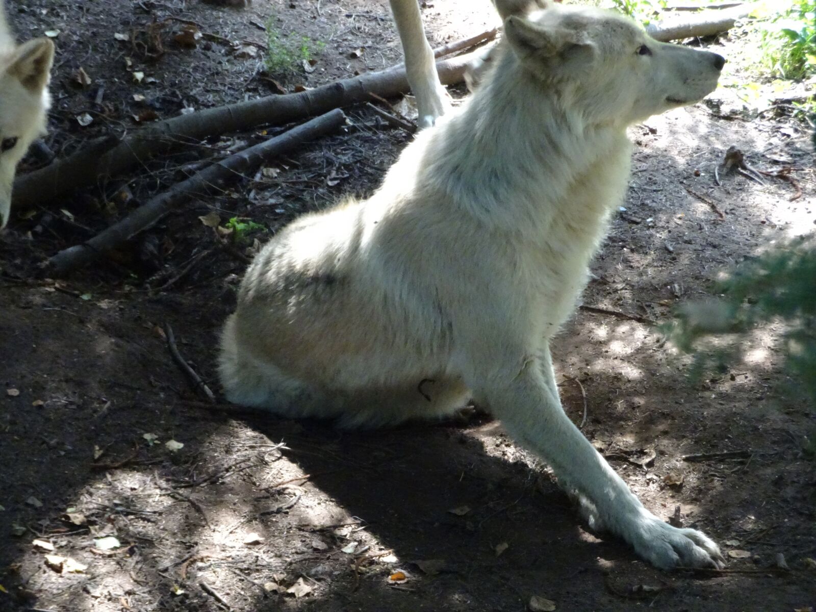 Sony DSC-HX90 sample photo. Wolf, white wolf, white photography