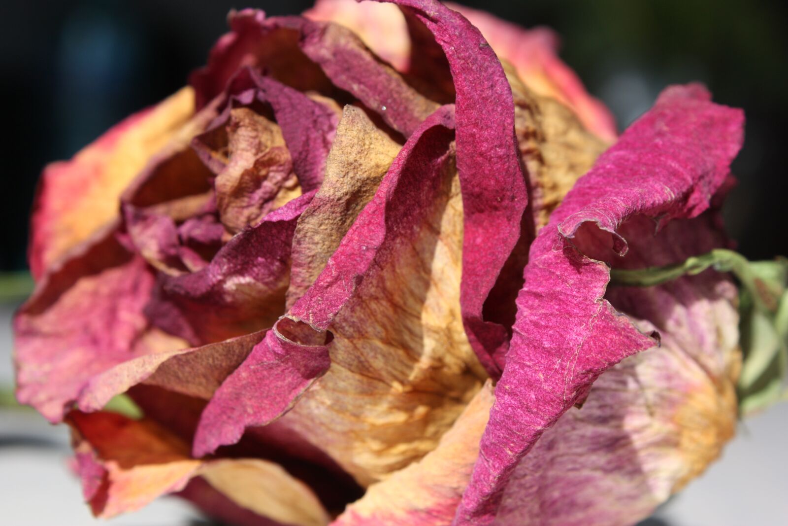 Canon EOS 450D (EOS Rebel XSi / EOS Kiss X2) sample photo. Rose, flower, love photography