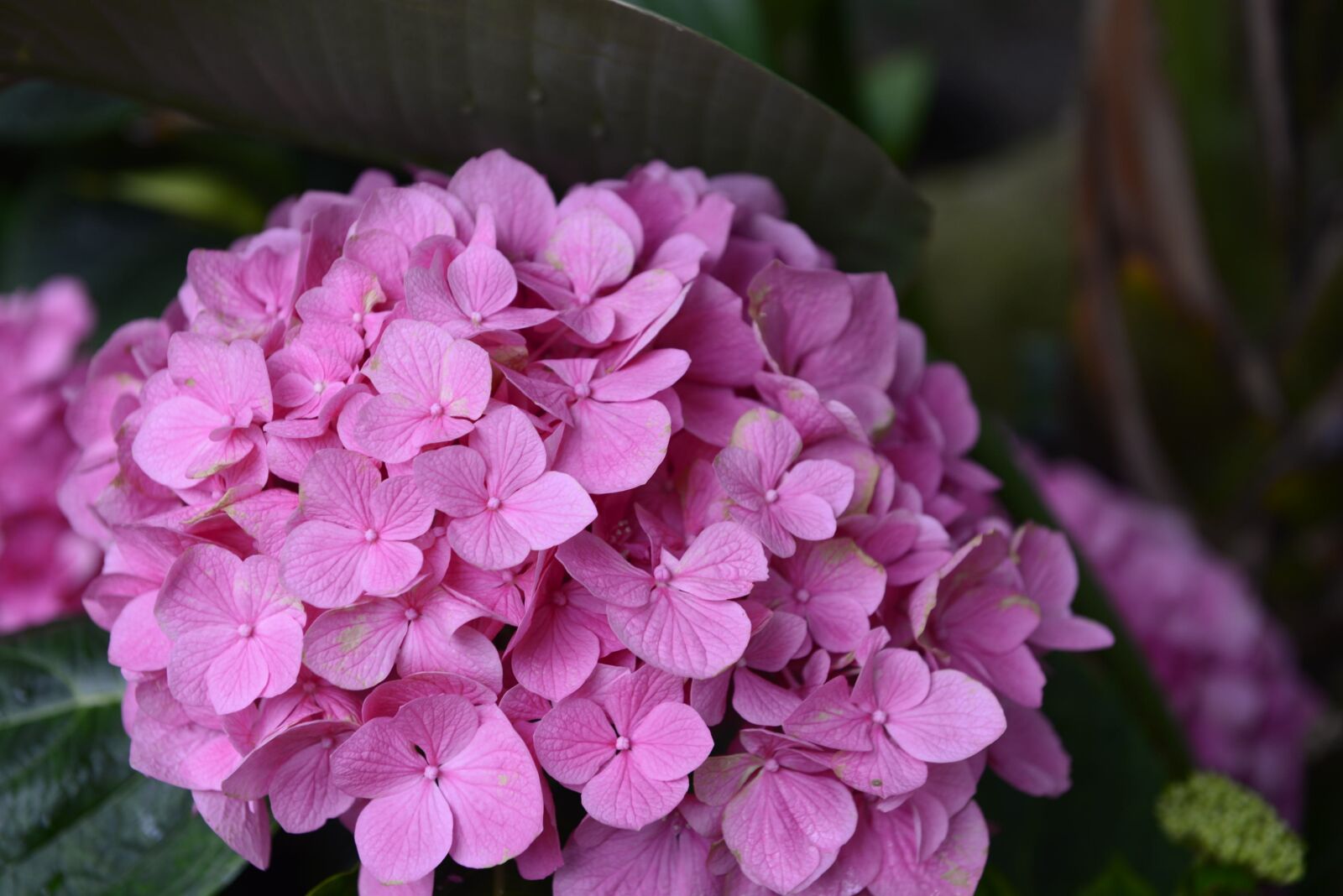 Nikon D610 sample photo. Bloom, hydrangea, blossom photography