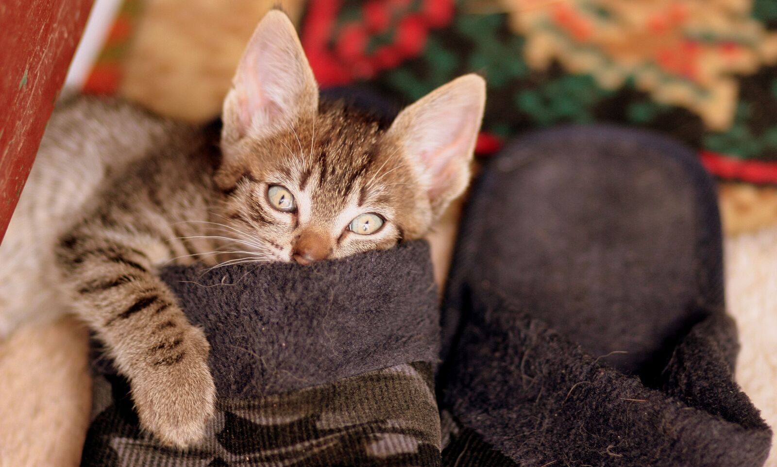 Canon EOS 450D (EOS Rebel XSi / EOS Kiss X2) sample photo. Cat, play, slippers photography