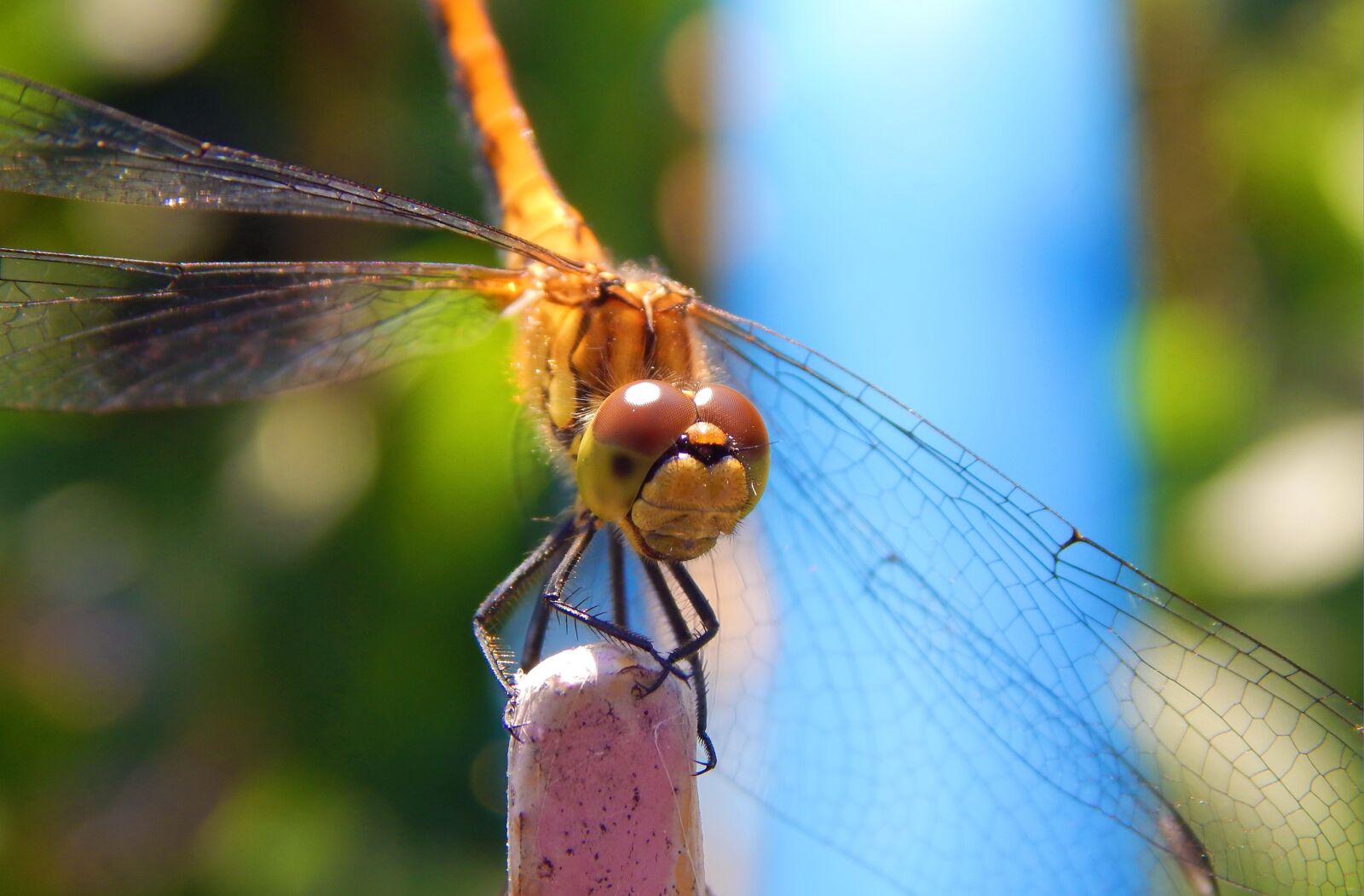 Nikon Coolpix L820 sample photo. Macro, dragonfly, insect photography