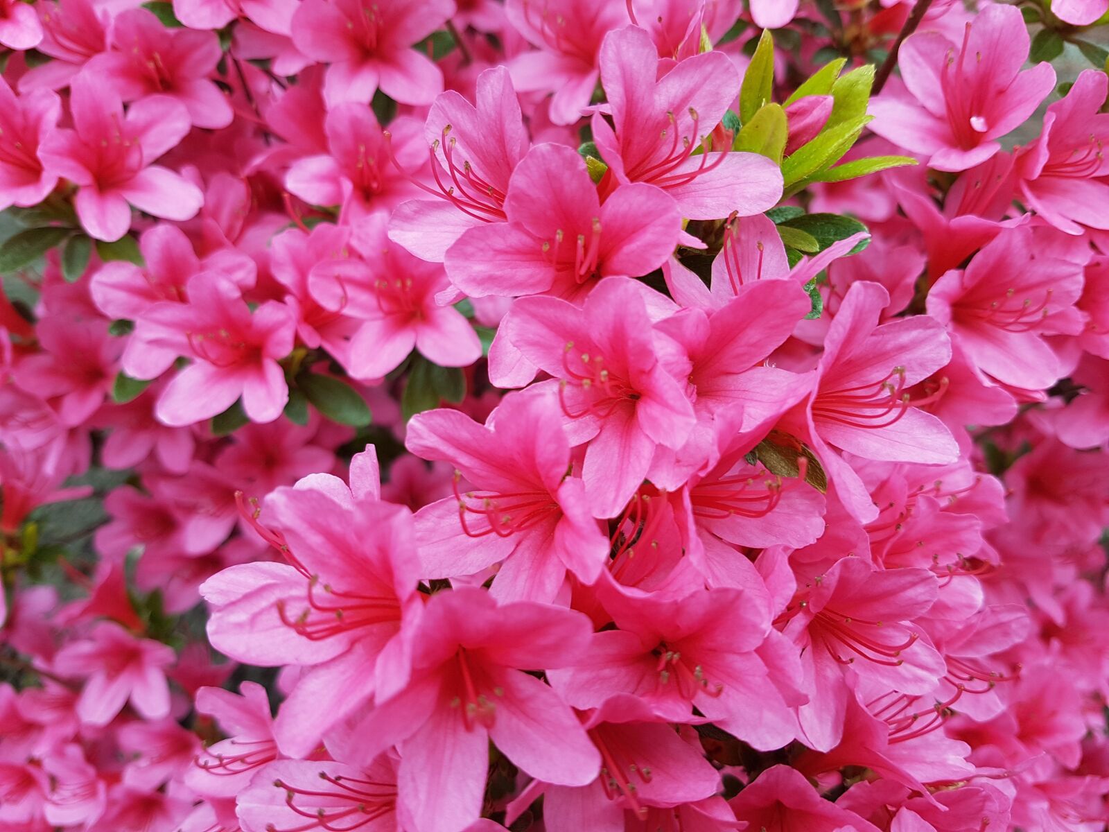 Samsung Galaxy S7 Edge sample photo. Spring, pink, flower photography