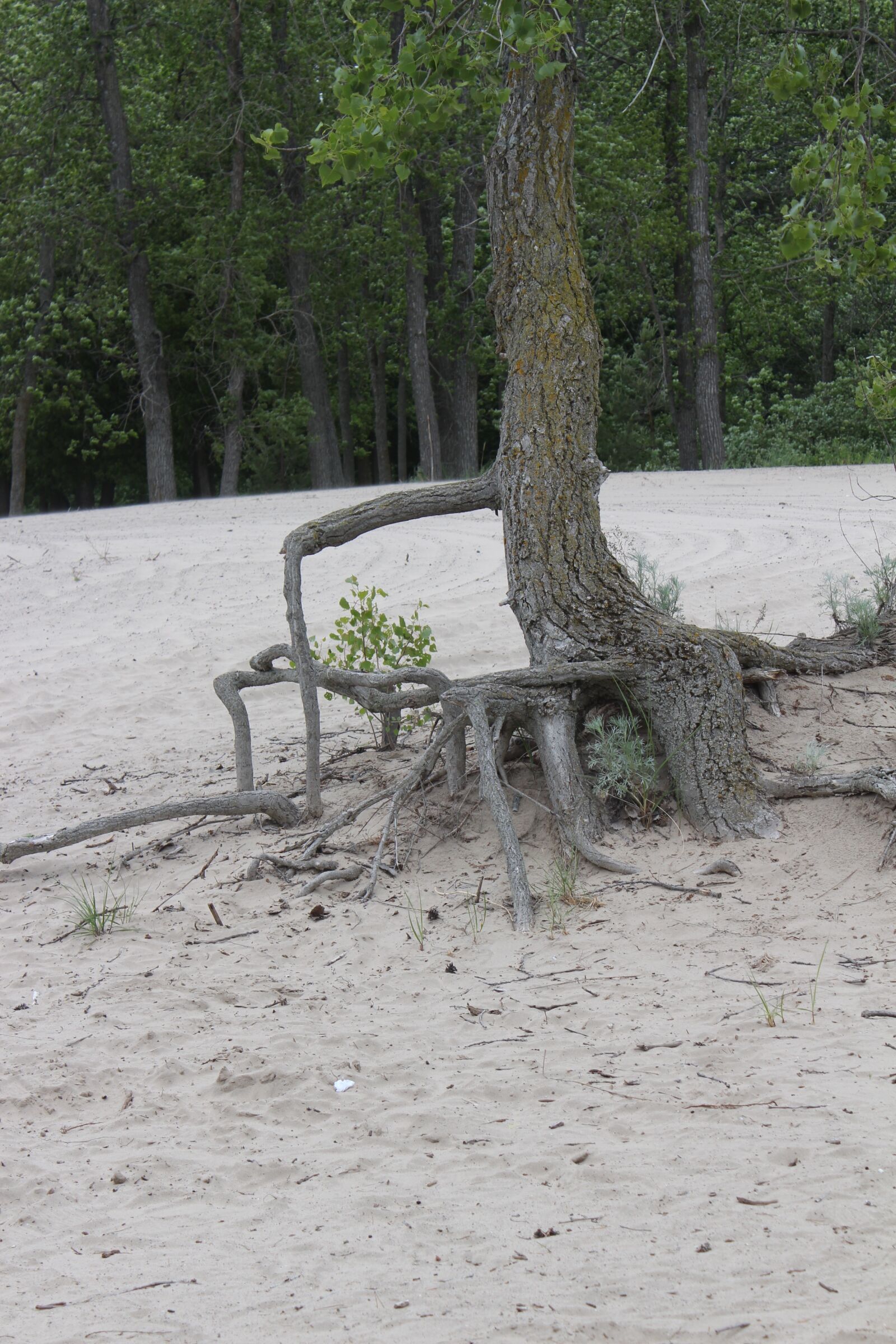 Canon EOS 650D (EOS Rebel T4i / EOS Kiss X6i) sample photo. Tree roots, nature, resistance photography