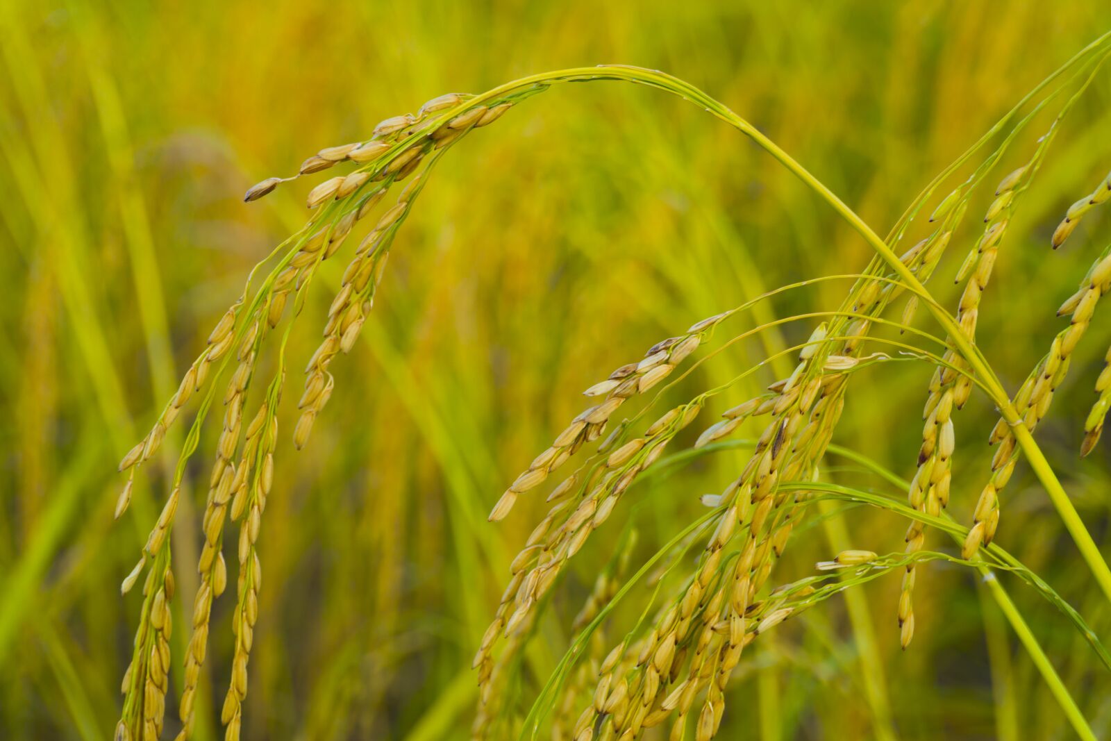 Sony a6400 sample photo. Rice, farm, agriculture photography