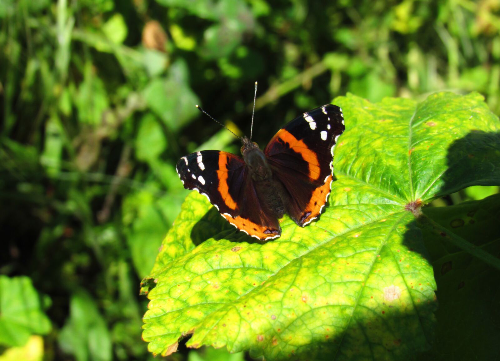 Canon PowerShot SX530 HS sample photo. Butterfly, nature, green photography