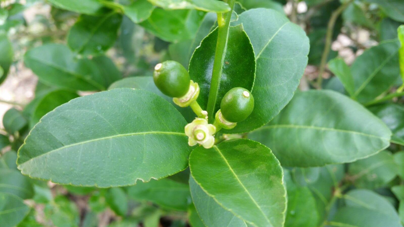 Samsung Galaxy S5 sample photo. Lemon, lemon tree, green photography
