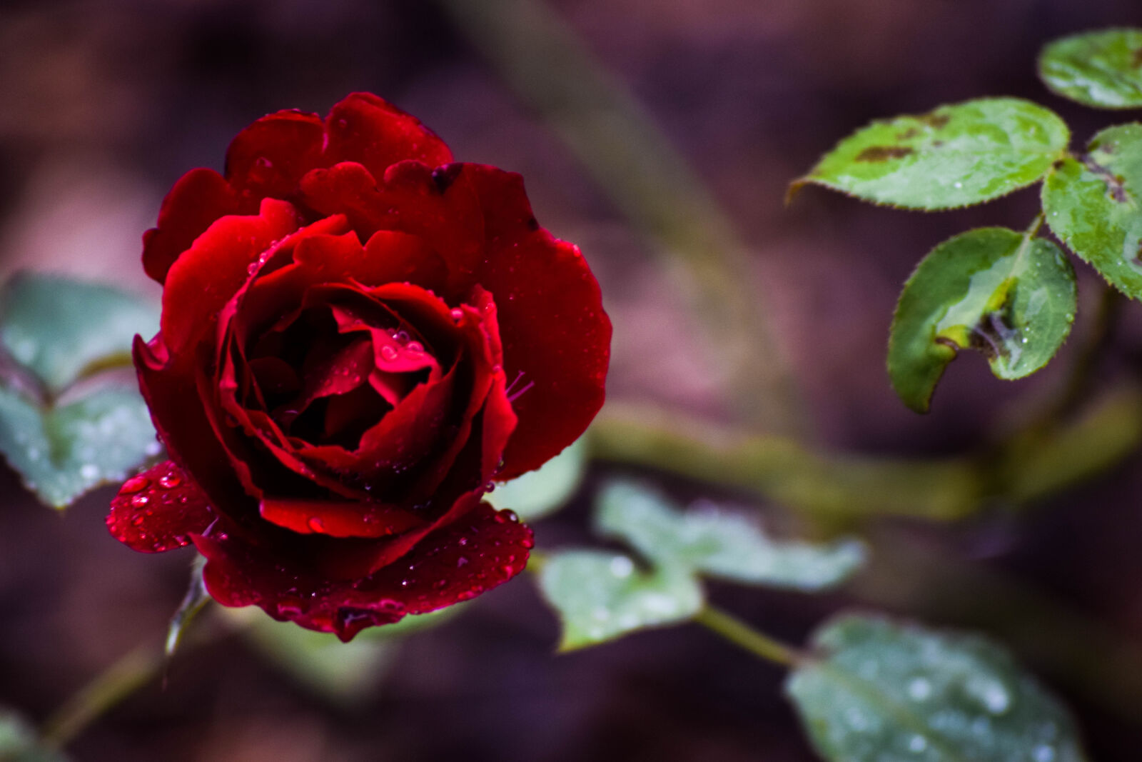 Nikon D3300 sample photo. Flower, garden, rose photography