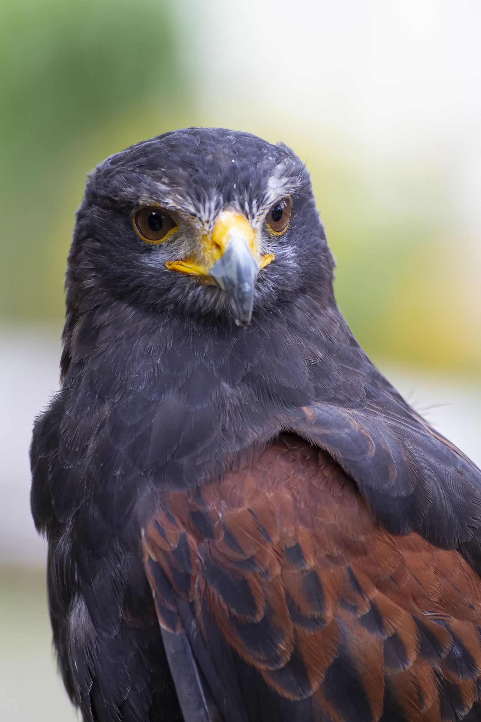 Canon EOS 7D sample photo. Hawk, bird, nature photography