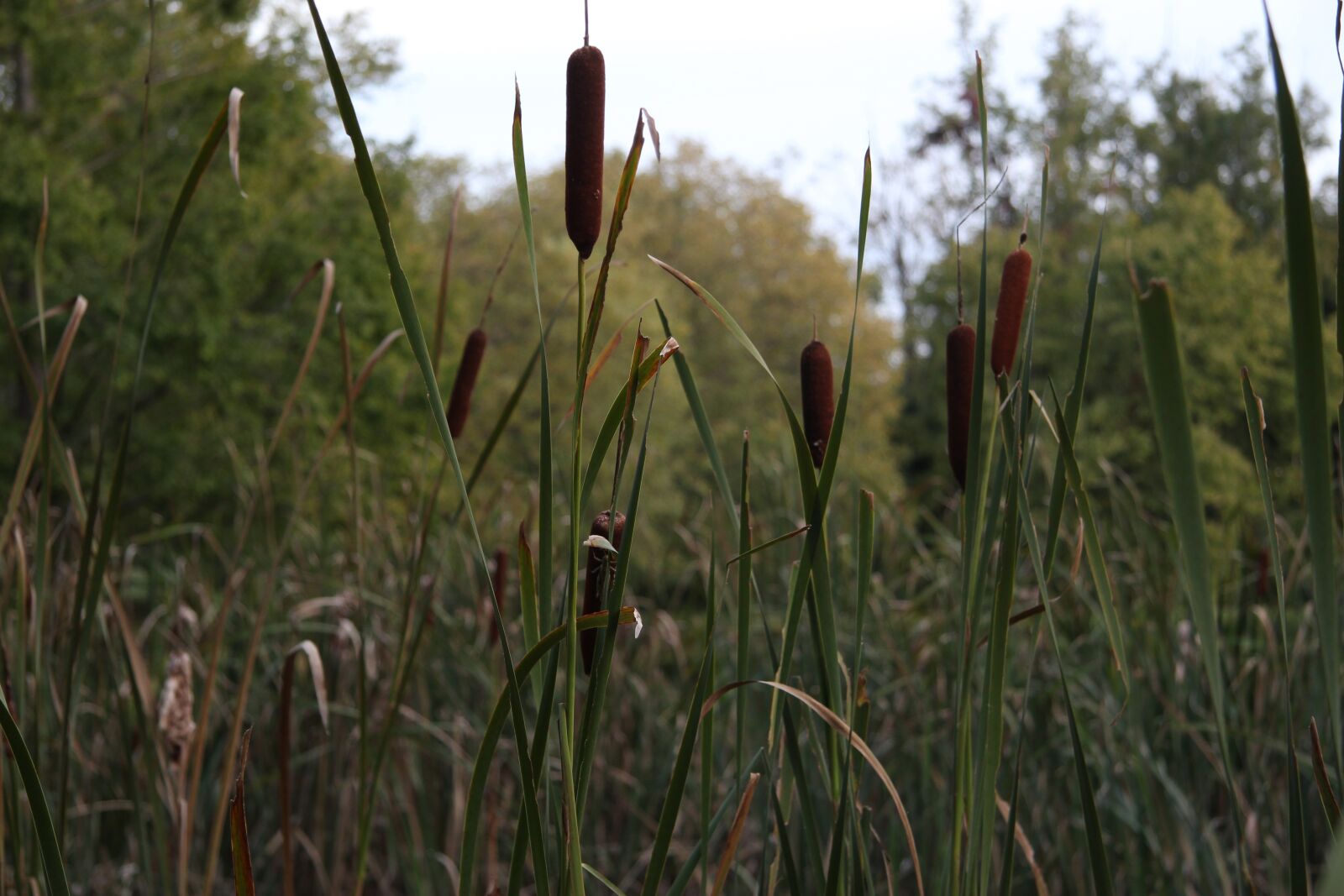 Canon EOS 550D (EOS Rebel T2i / EOS Kiss X4) sample photo. Cattail, nature, water front photography