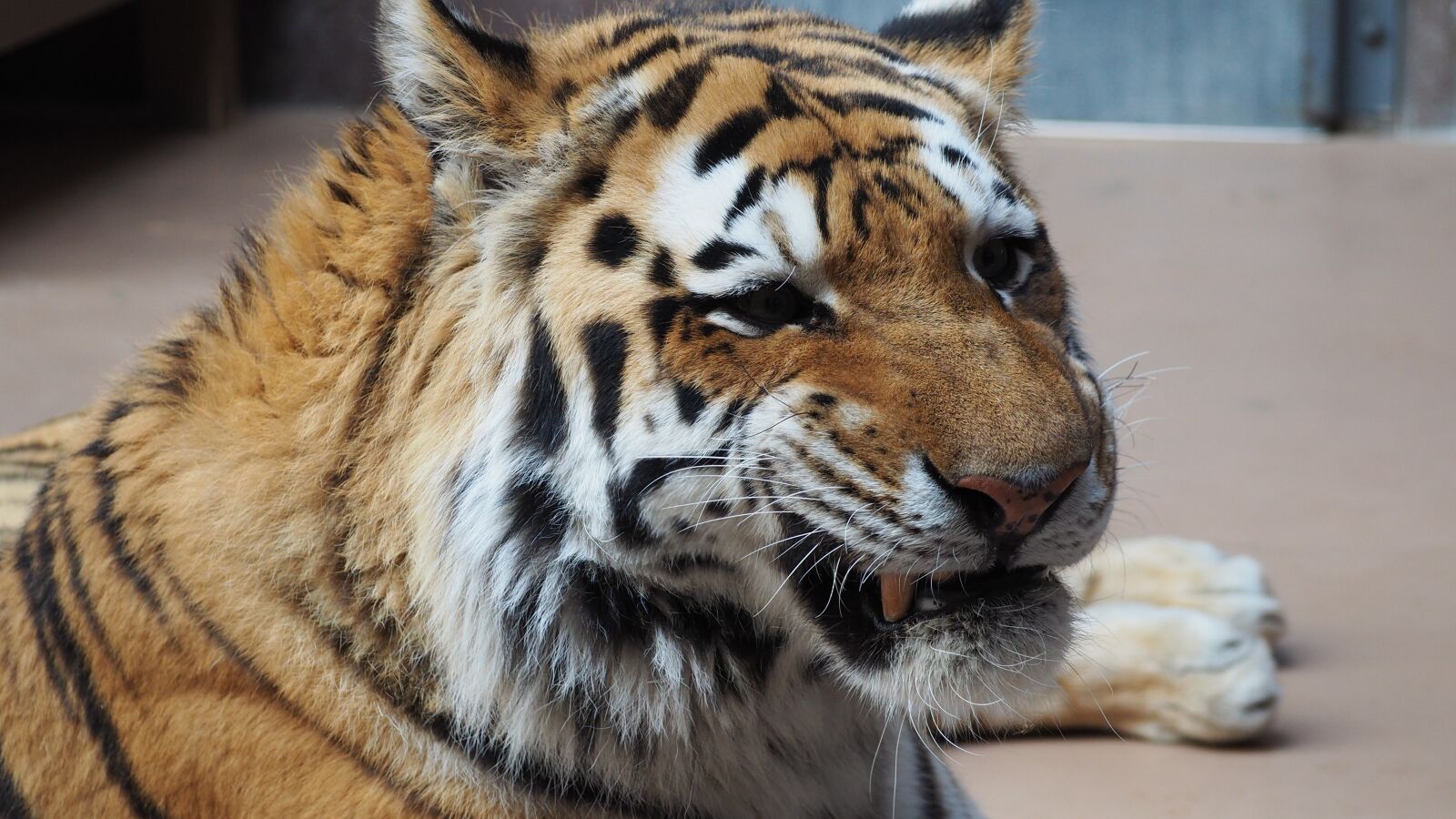 Olympus OM-D E-M10 II sample photo. Tiger, tiger face, portrait photography