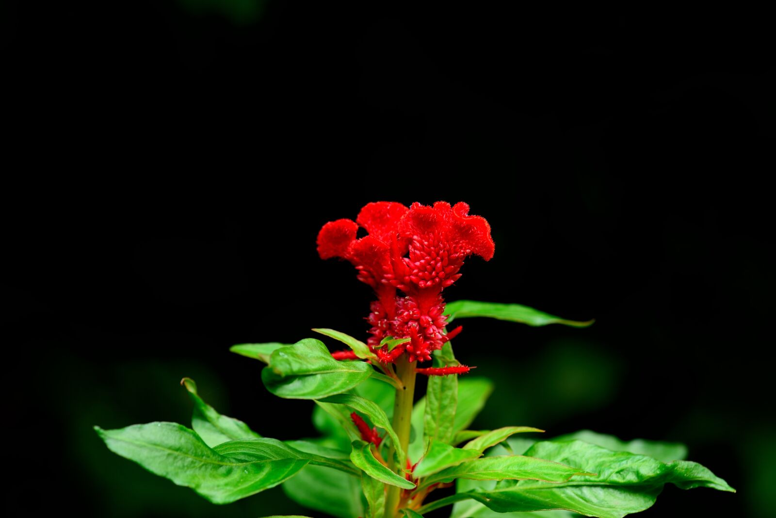 Nikon D800 sample photo. Plant, celosia cristata l photography