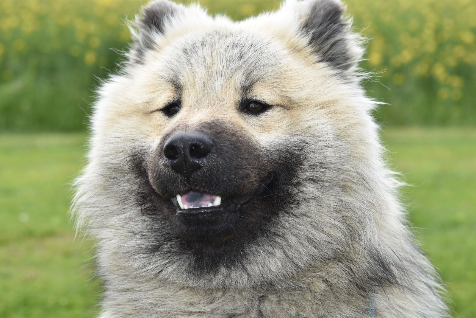 Nikon D5600 sample photo. Dog, dog eurasier, dog photography