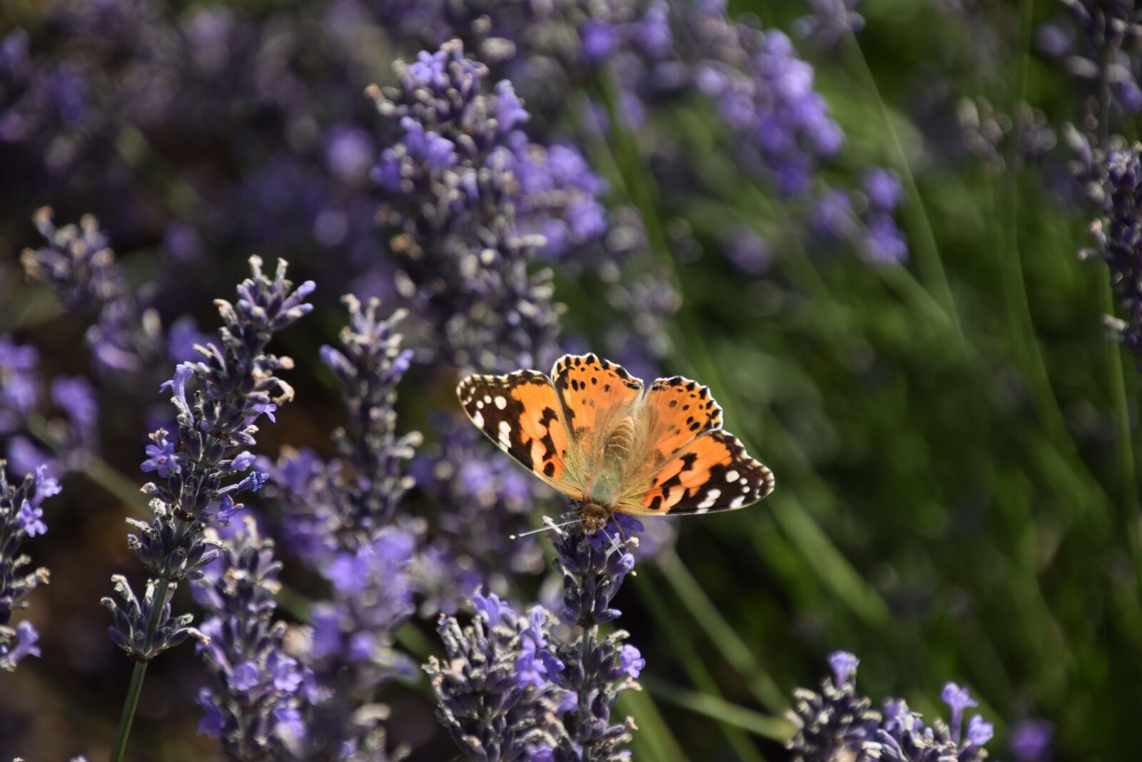 Nikon D3300 sample photo. Butterfly, insect, nature photography