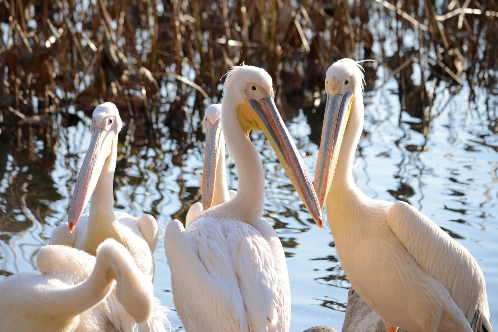 Nikon D5200 sample photo. Pelican, decoration of the photography