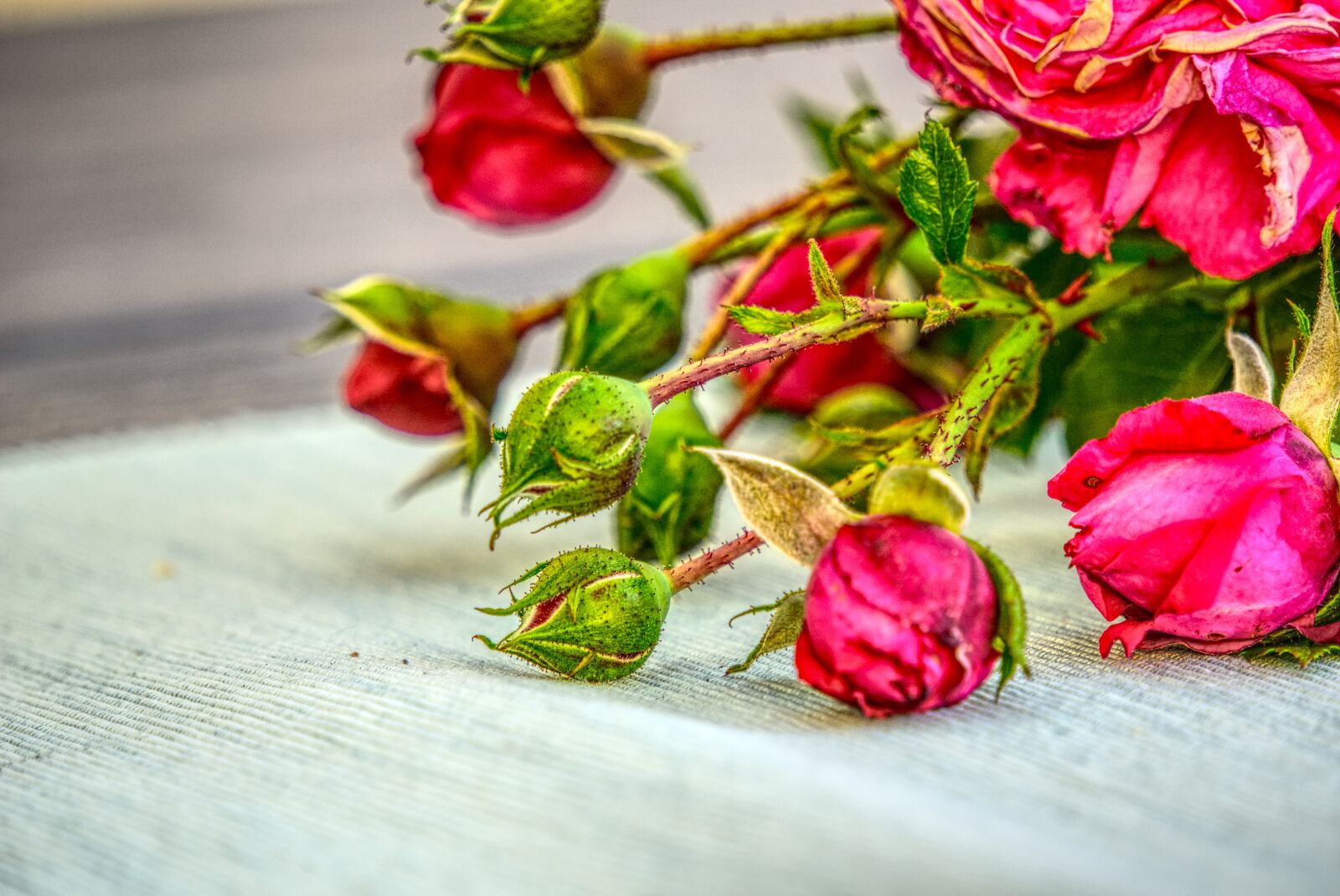 Sony a6000 sample photo. Bud, roses, blossom photography