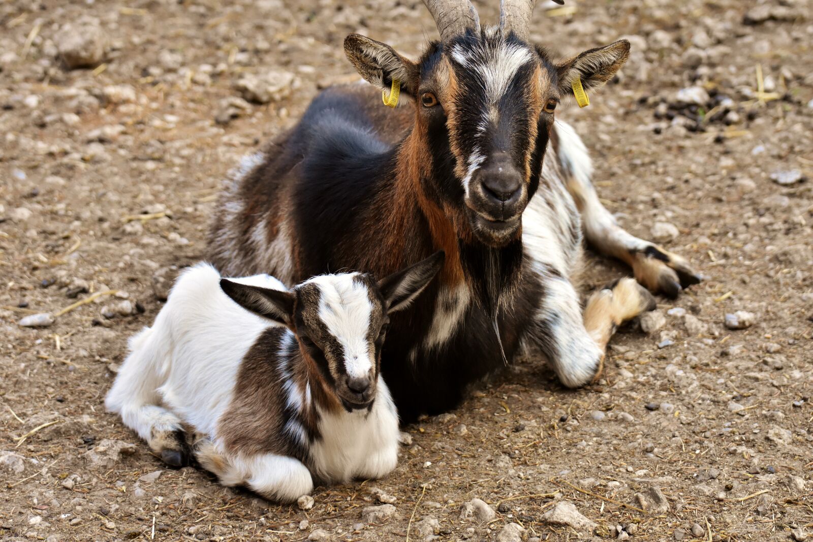 Nikon D7200 sample photo. Goats, mama, child photography