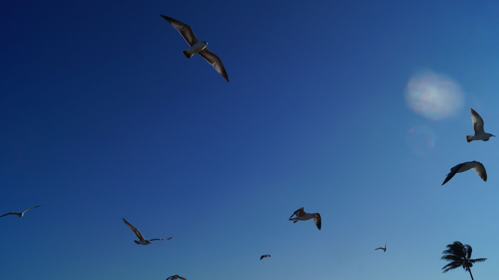 Sony DT 18-55mm F3.5-5.6 SAM II sample photo. Sky, gulls, wind photography
