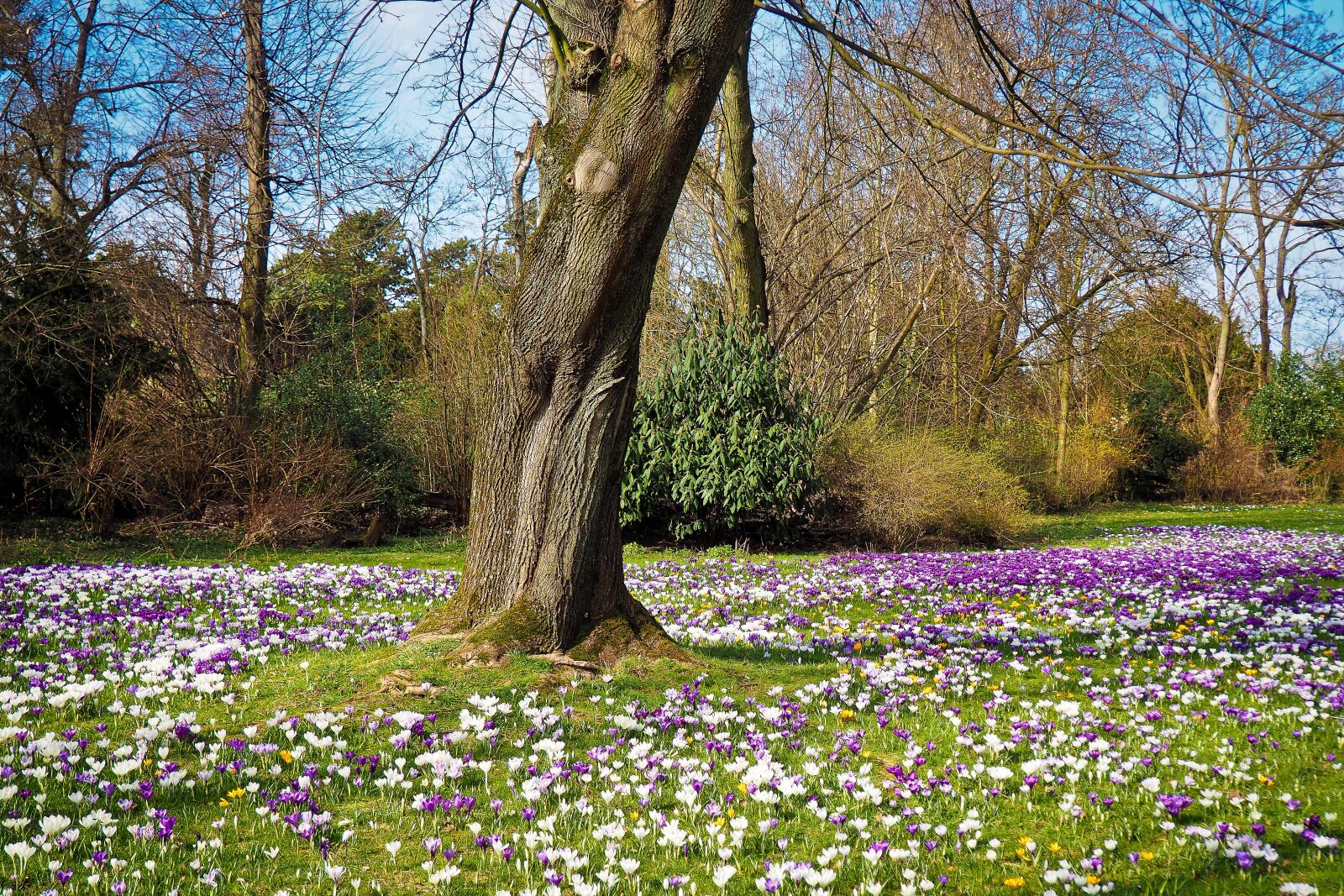 Olympus OM-D E-M10 sample photo. Landscape, crocus, spring photography