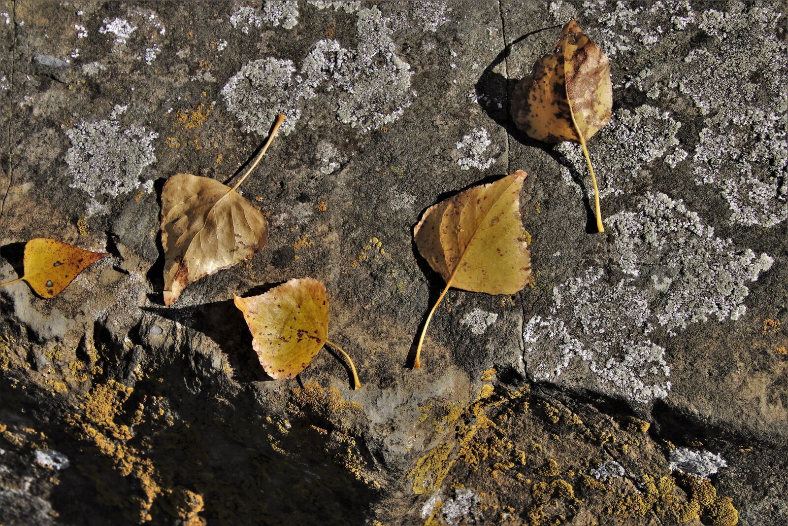 Canon EOS 80D sample photo. Rock, autumn, dry leaves photography