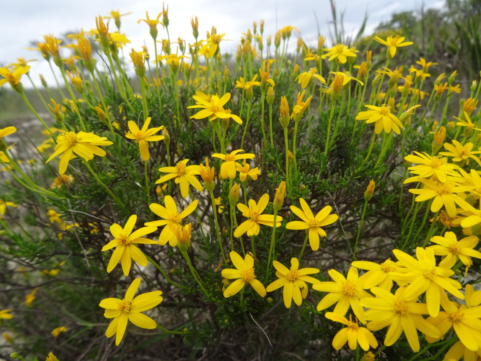 Sony Cyber-shot DSC-HX50V sample photo. Yellow, flower, nature photography