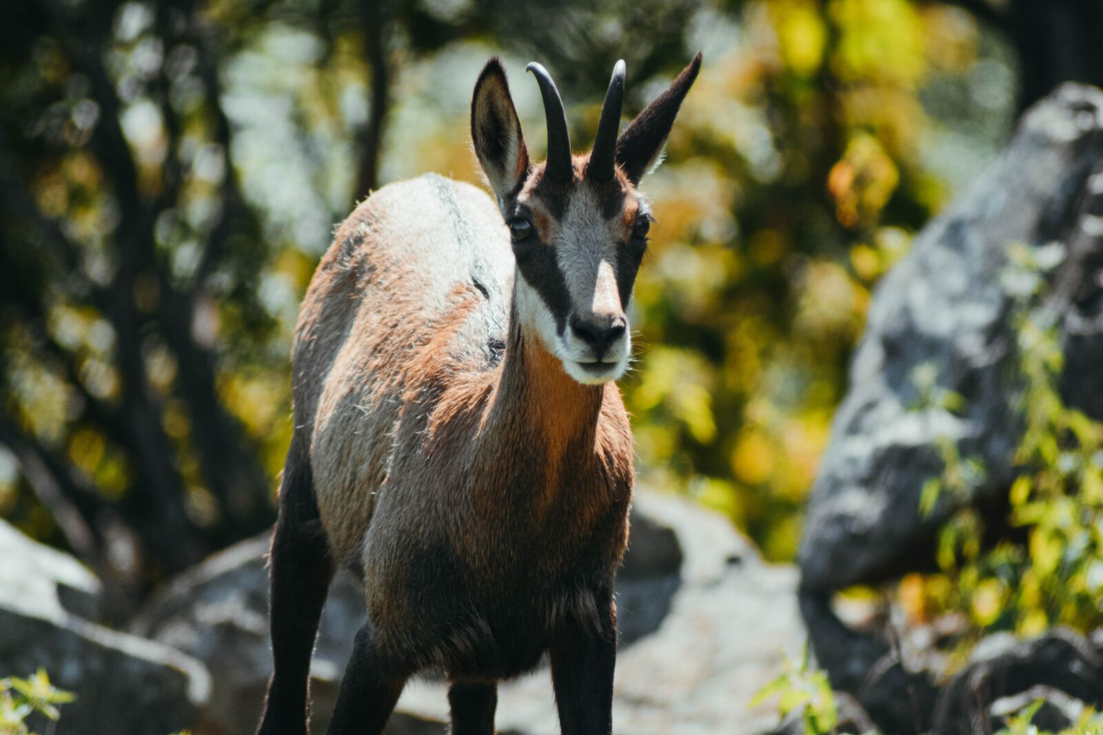 Nikon D5200 sample photo. Goat, animal, zoo photography