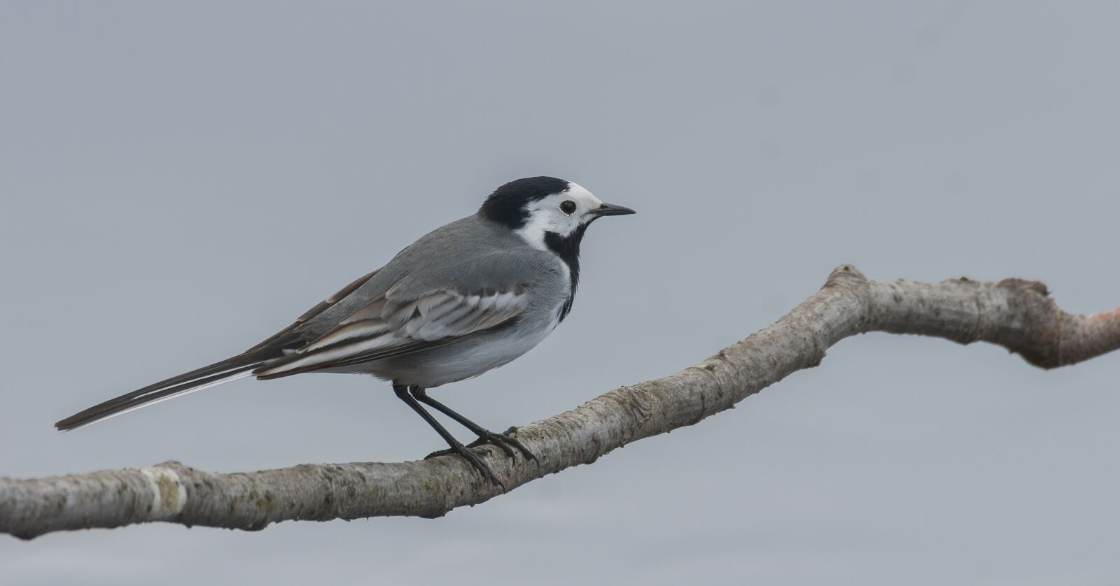 Nikon D7100 sample photo. Bird, fugl, nature photography