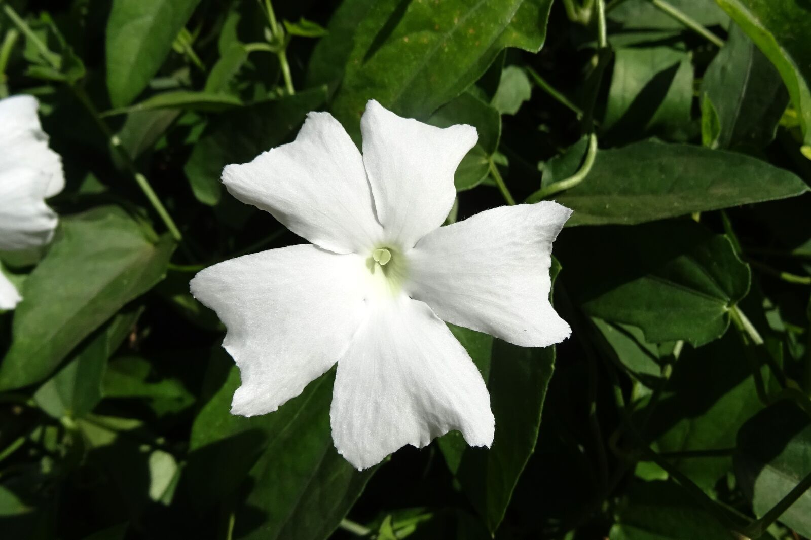 Sony DSC-HX60V sample photo. White lady, flower, white photography