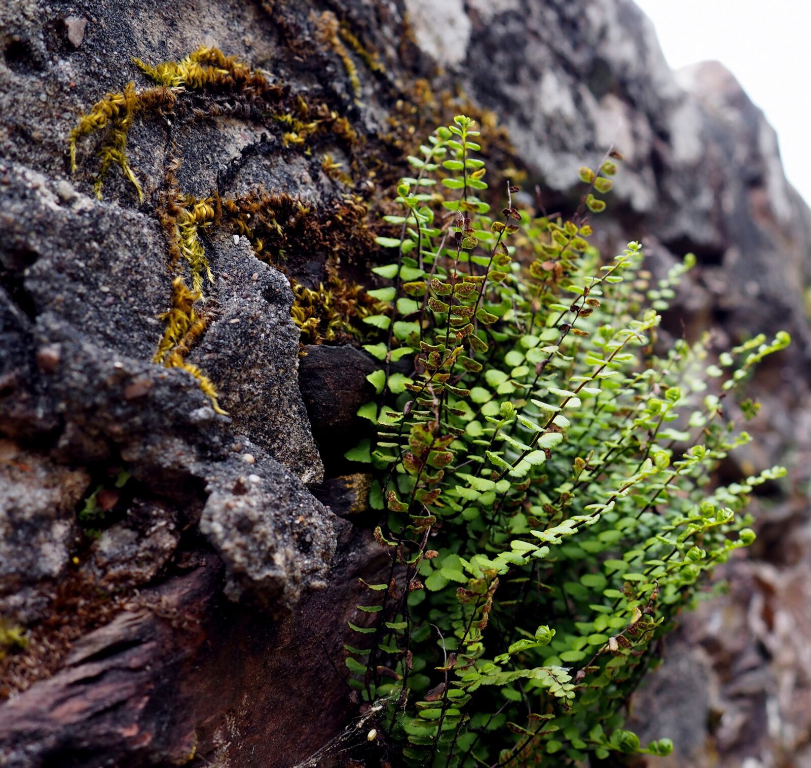 Olympus OM-D E-M10 sample photo. Foam, wall, nature photography