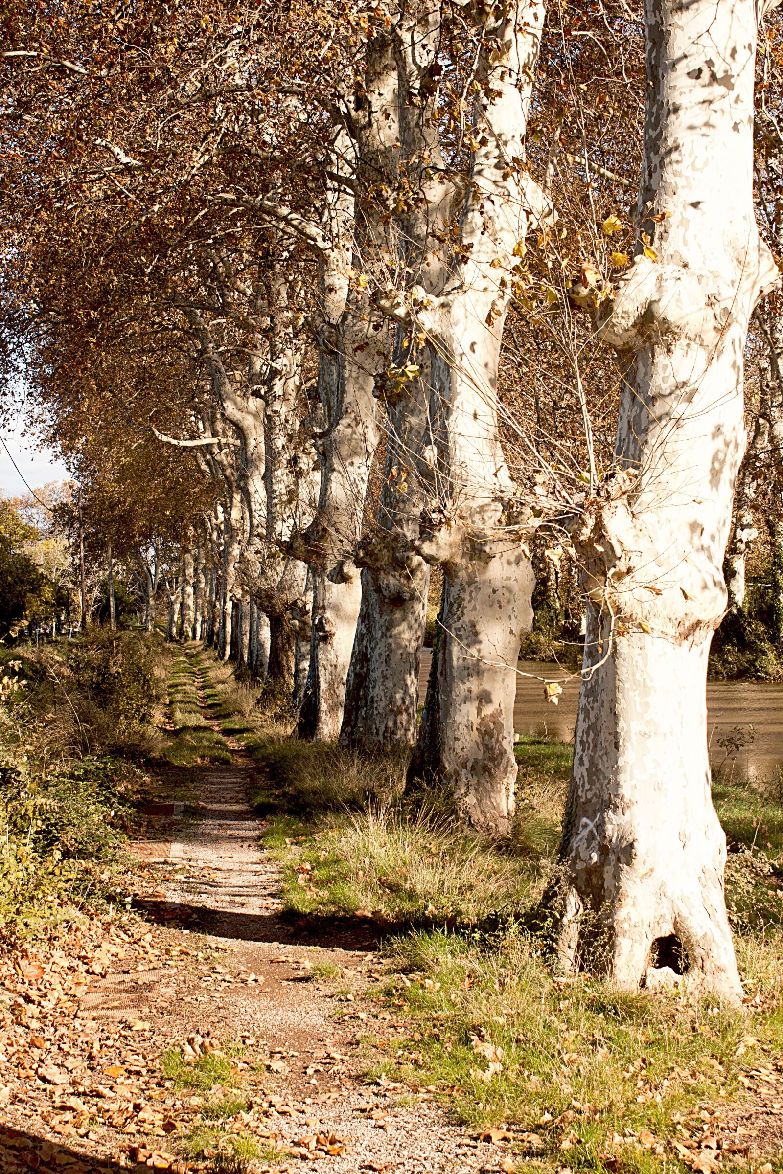 Canon EOS 500D (EOS Rebel T1i / EOS Kiss X3) sample photo. Trees, natures, old tree photography