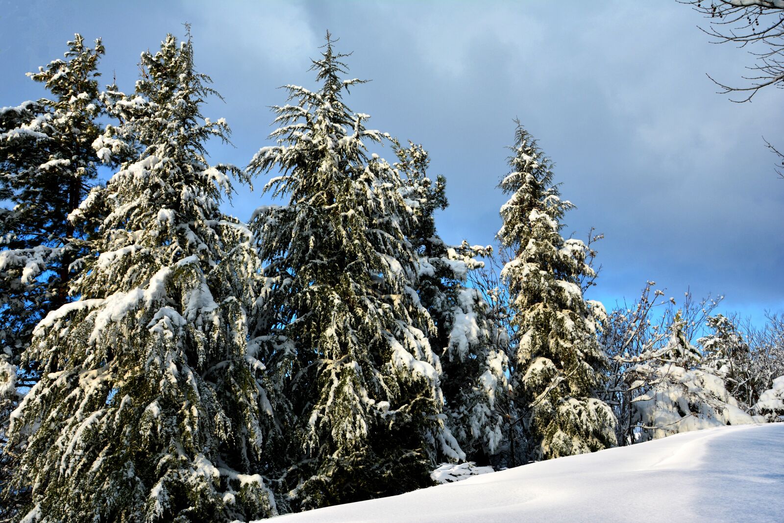 Nikon D7100 sample photo. Tree, current season, nature photography