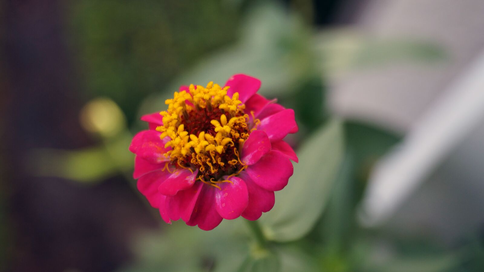 Sony DT 18-55mm F3.5-5.6 SAM II sample photo. Flor, flores, flower photography
