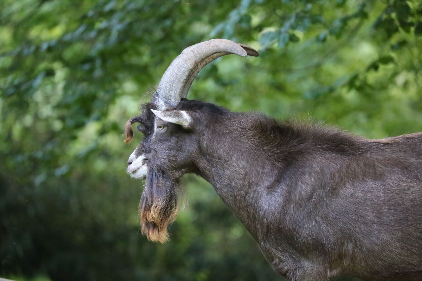 Canon EOS 6D + Canon EF 70-300mm F4-5.6L IS USM sample photo. Billy goat, animal, goatee photography