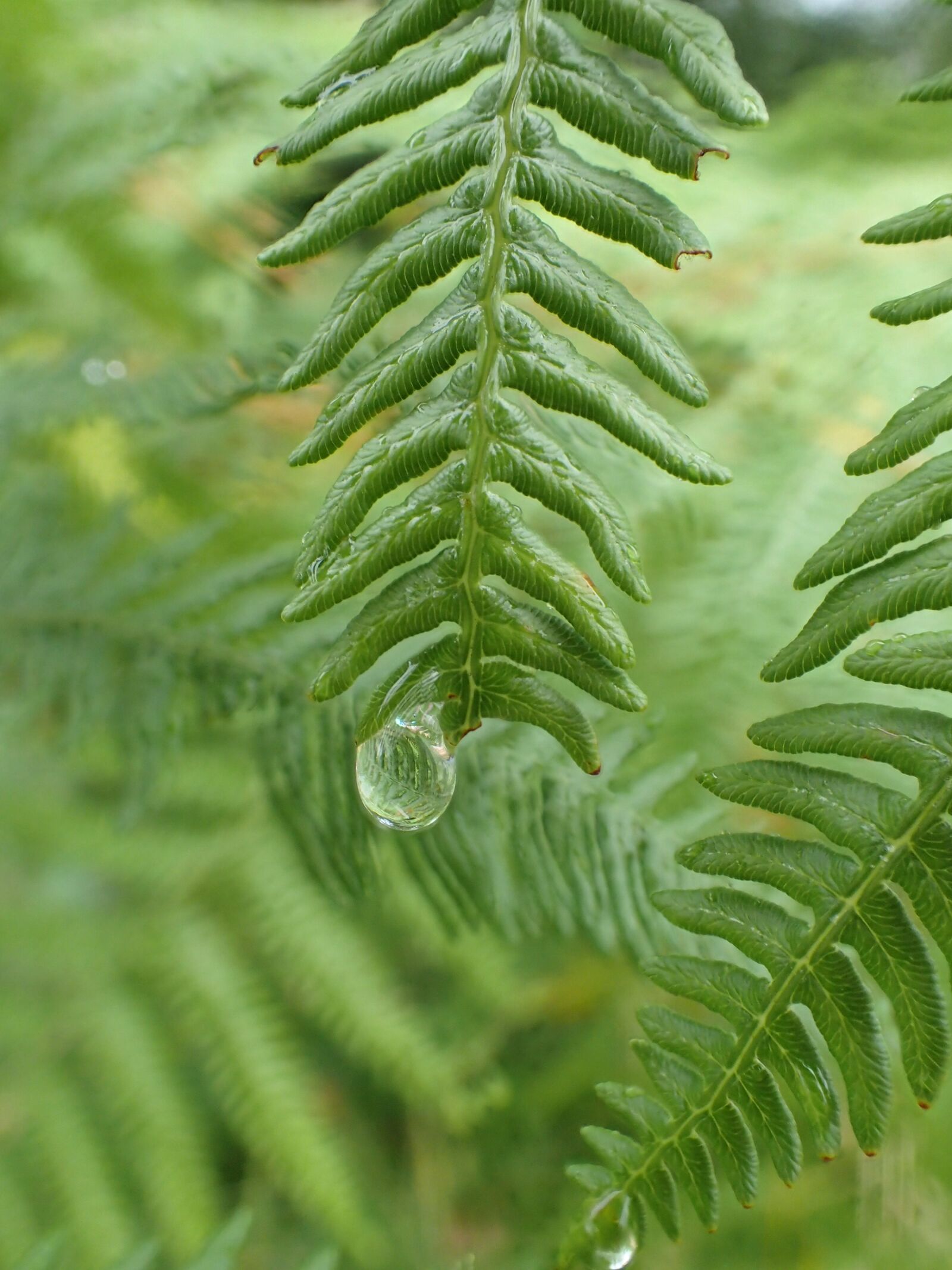 Olympus TG-3 sample photo. Fern, fan, nature photography