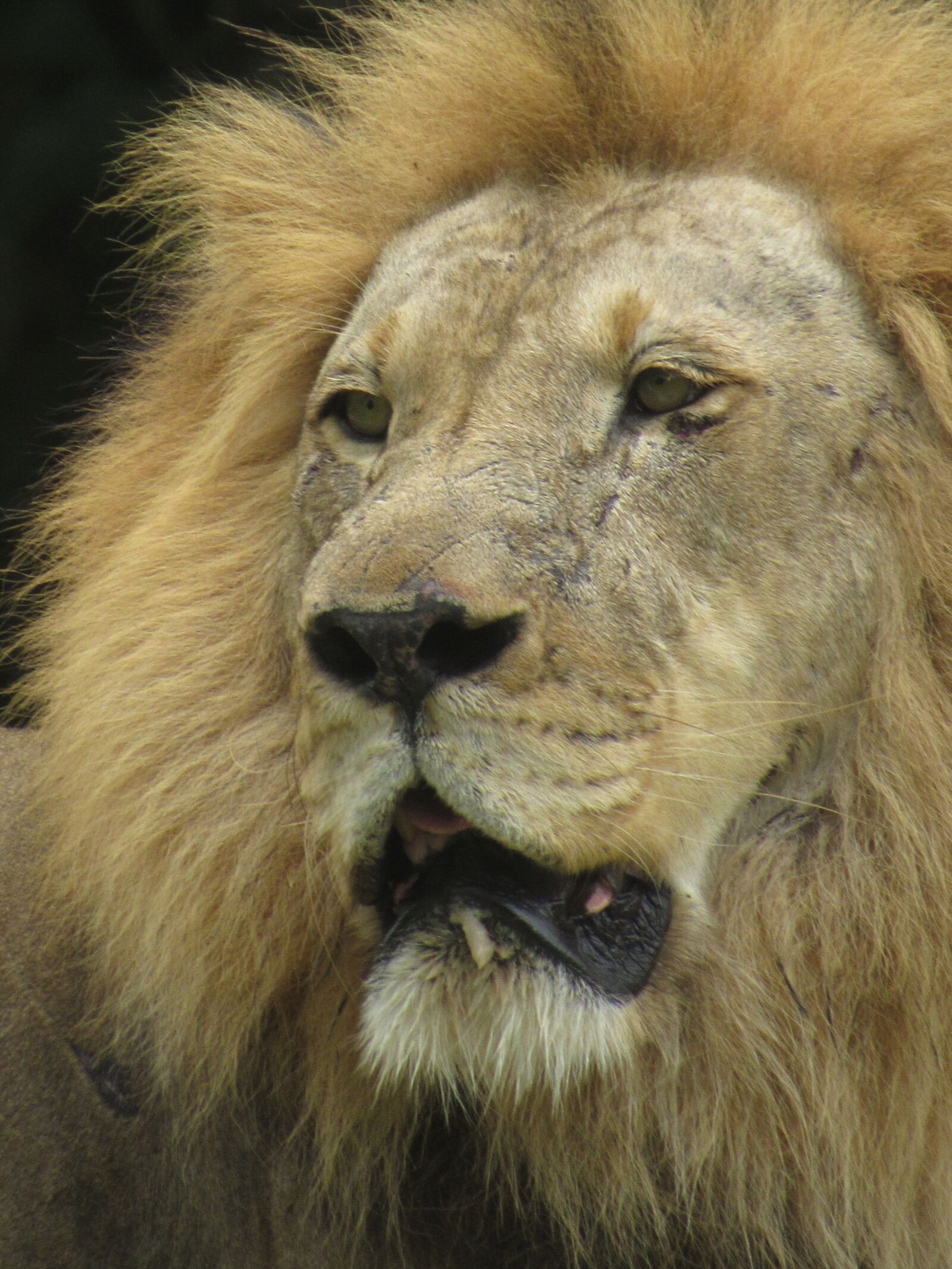 Canon PowerShot SX530 HS sample photo. The lion, mammal, king photography
