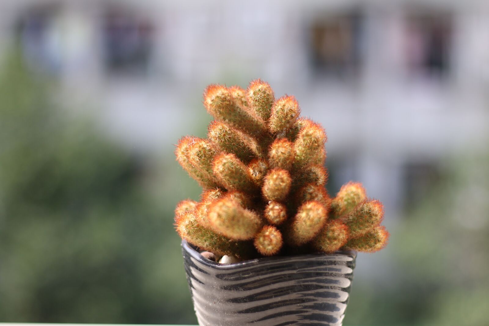 Canon EOS 70D + Canon EF 50mm F1.8 STM sample photo. Green, cactus, potted plants photography