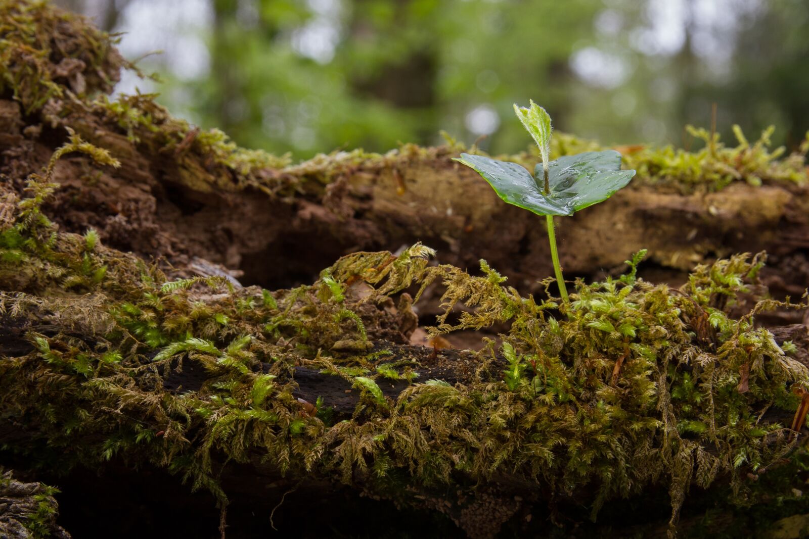 Canon EOS 7D sample photo. Seedling, book seedling, tree photography