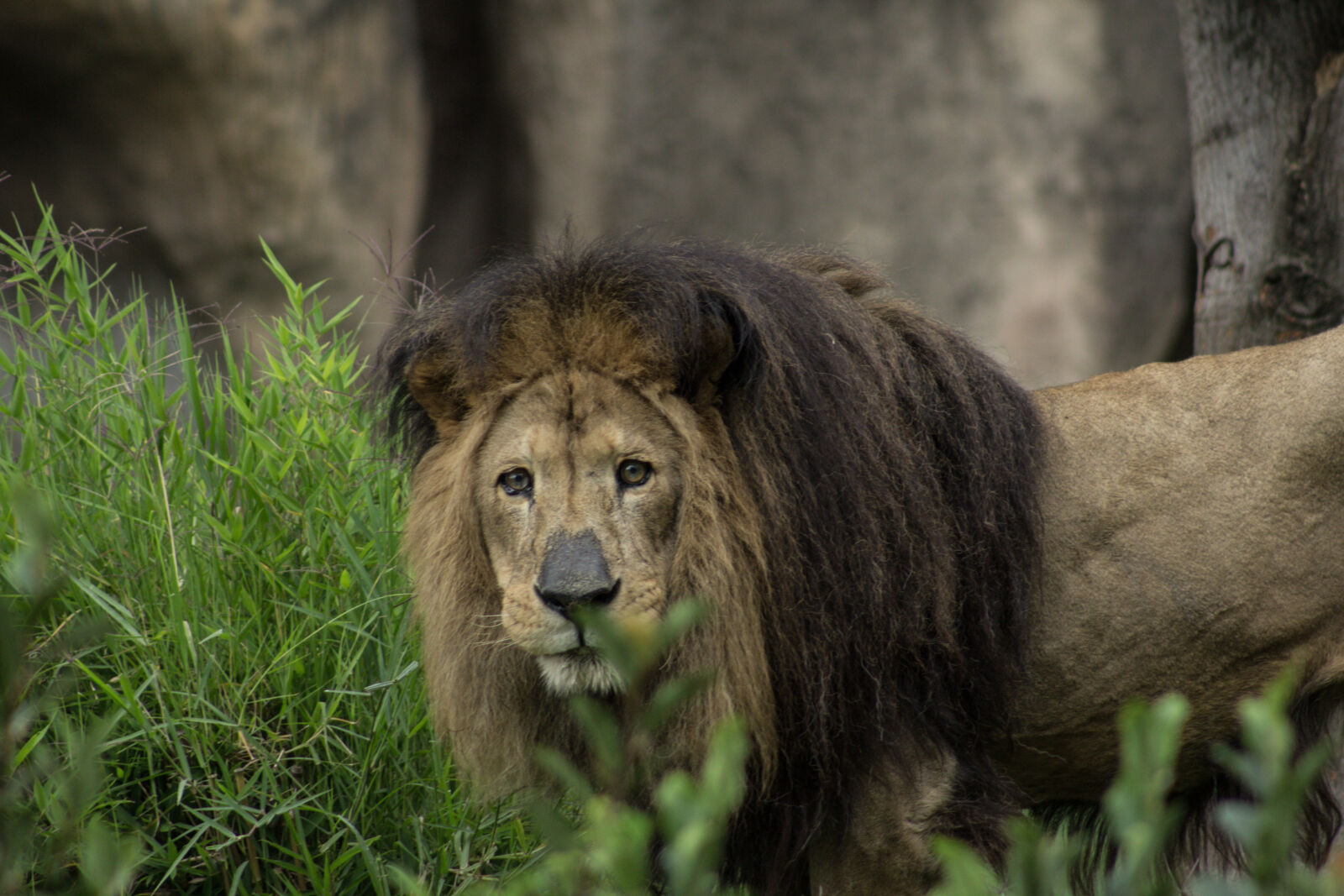 Canon EF 75-300mm f/4-5.6 sample photo. Jungle, lion, roar photography