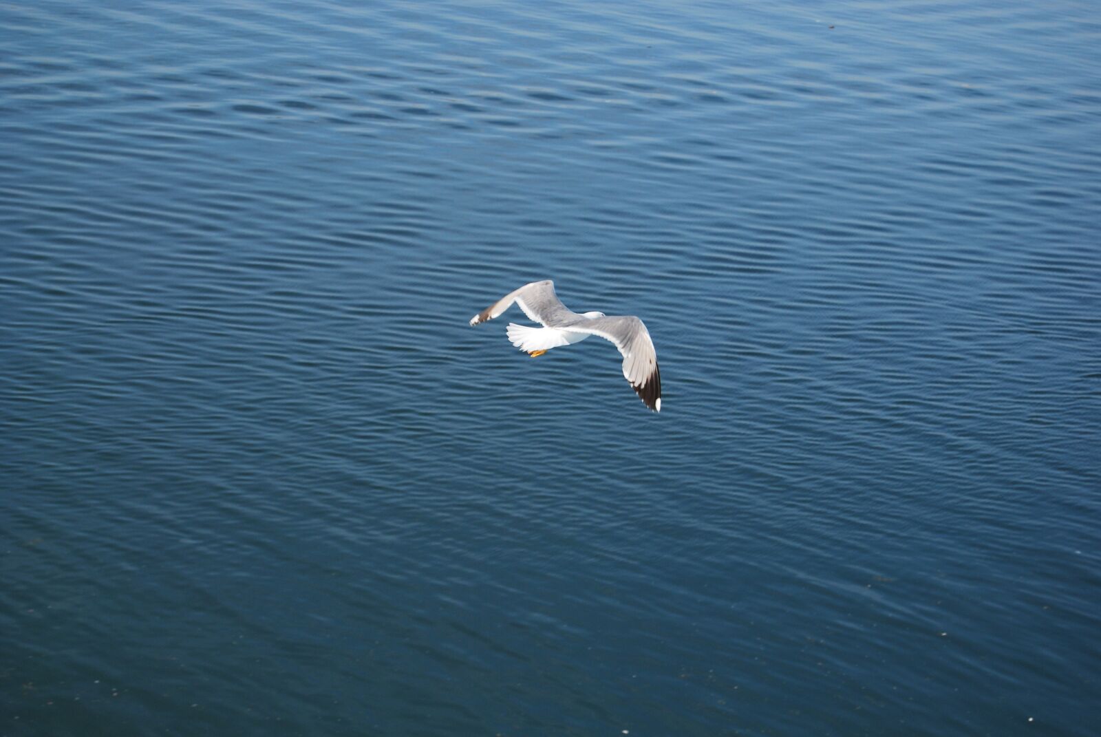 Nikon D60 sample photo. Waters, aves, nature photography