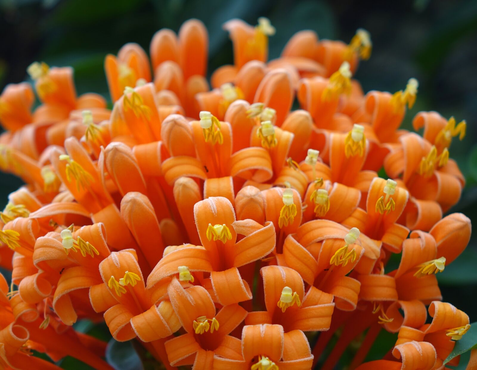 Sony Cyber-shot DSC-RX10 sample photo. Firecracker flower, flame vine photography