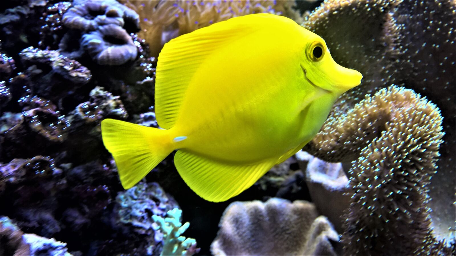 Nokia Lumia 1520 sample photo. Fish, aquarium, bright photography