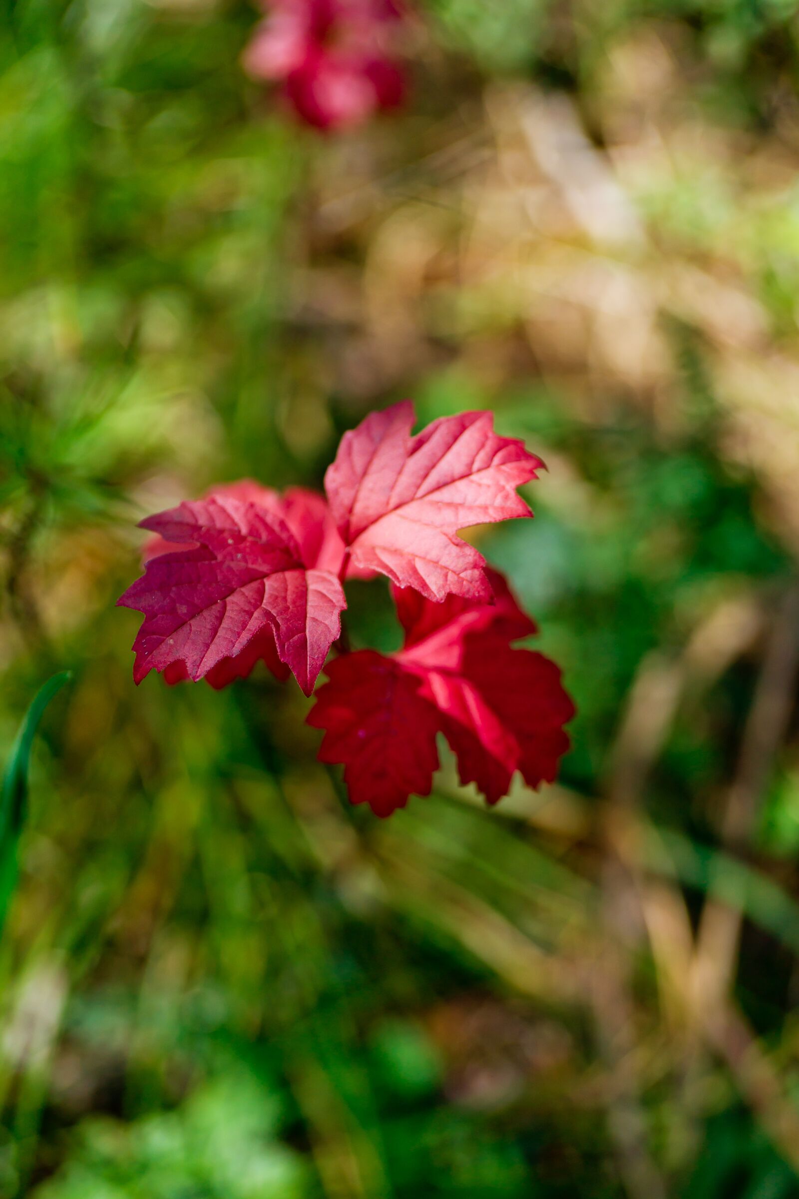 Minolta AF 50mm F3.5 Macro sample photo. Leaves, autumn, red leaf photography