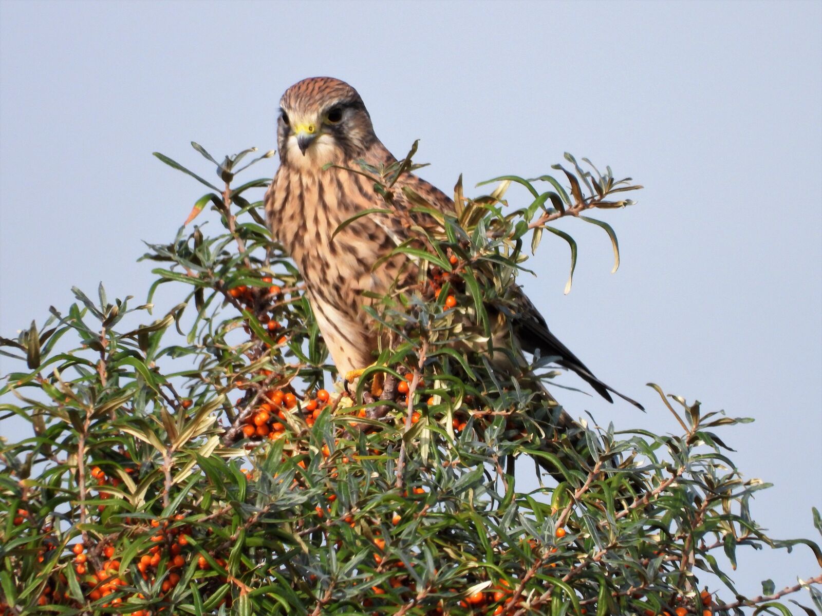 Nikon Coolpix P1000 sample photo. Kestrel, bird of prey photography