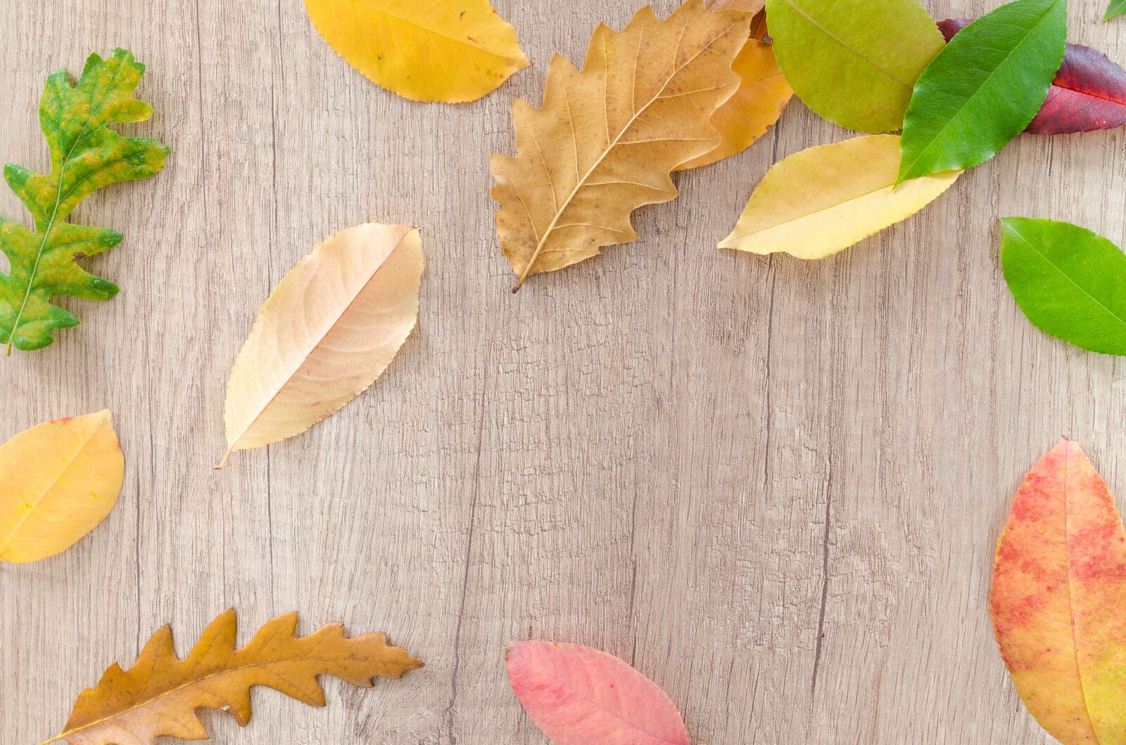 Nikon D5100 sample photo. Autumn, orange, nature photography