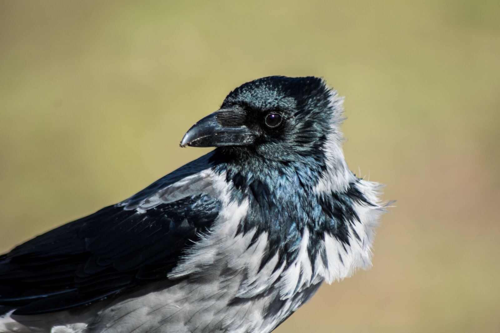 Nikon D3300 sample photo. Bird, animal world, nature photography
