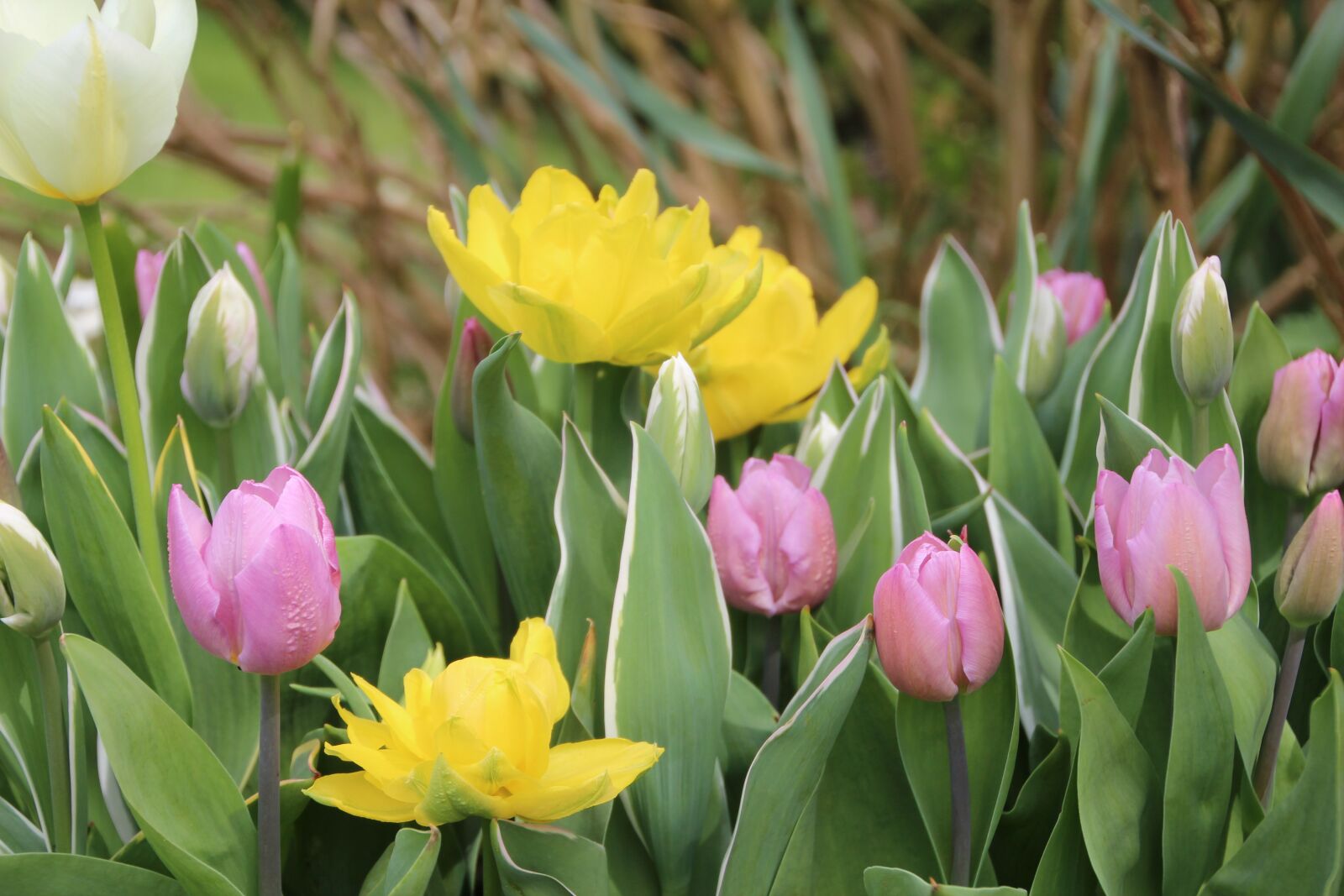 Canon EOS 600D (Rebel EOS T3i / EOS Kiss X5) sample photo. Tulip, flowering, tulip spring photography