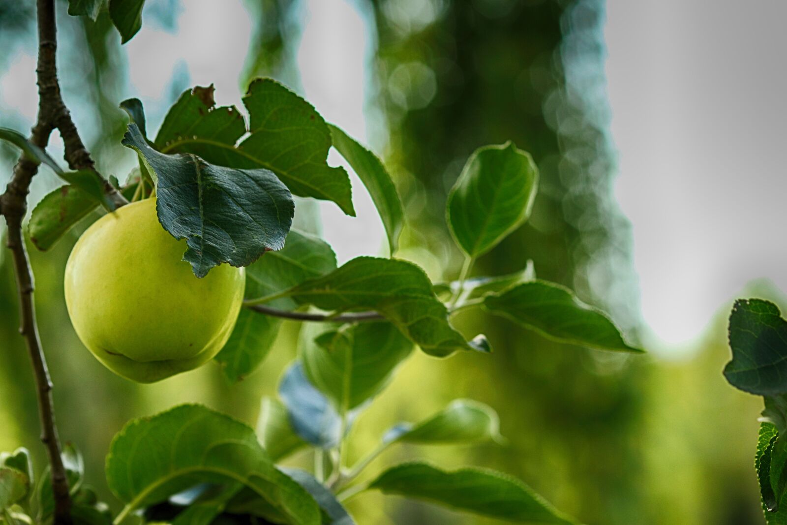 Canon EOS 7D Mark II + Canon EF 135mm F2L USM sample photo. Apple, apple tree, leaf photography