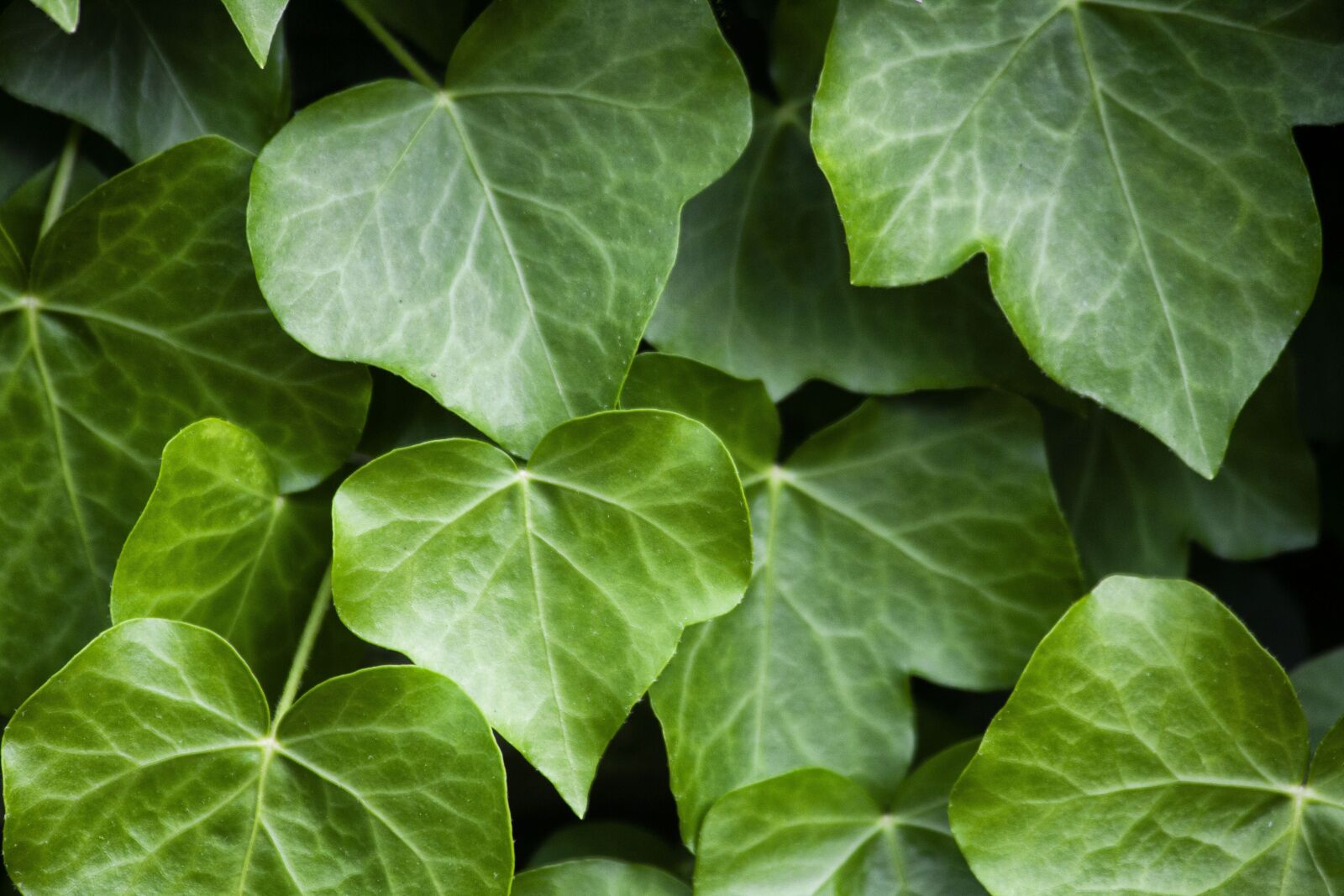 Canon EOS 5D Mark II sample photo. Plant, ivy, nature photography