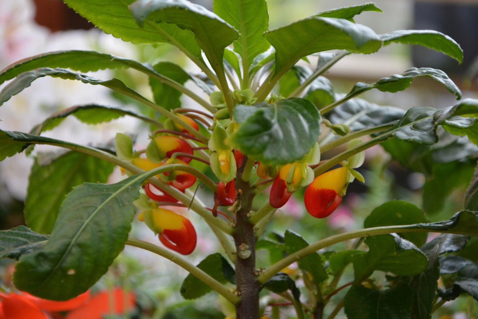 Nikon D5200 sample photo. Flowers, plant, impatiens zaire photography