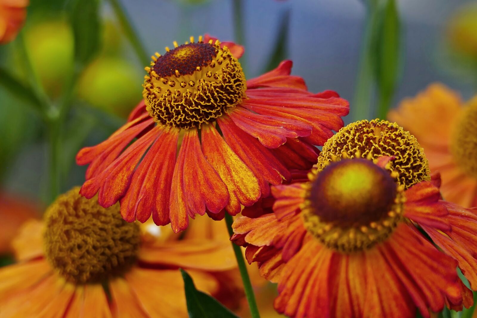 Panasonic Lumix DMC-FZ1000 sample photo. Flowers, coneflowers, orange petals photography