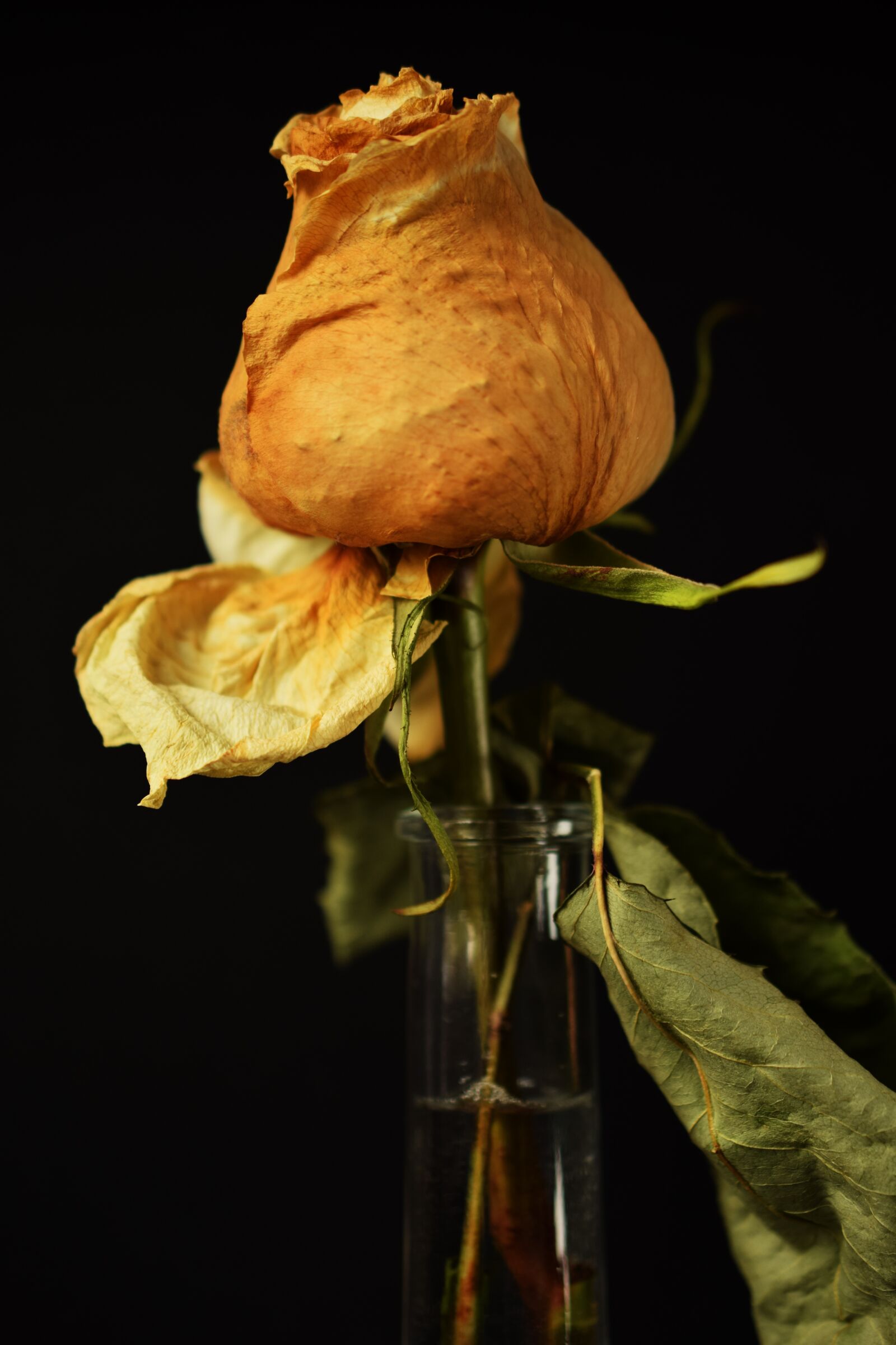 Nikon D5300 sample photo. Rose, prechtel rose, petals photography